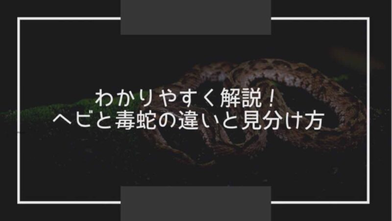 わかりやすく解説 ヘビと毒蛇 マムシなど の違いと見分け方 へるすどあブログ