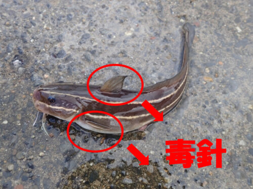 ゴンズイ食べれるよ。毒針処理した刺身は最高級に美味い!捌き方紹介 | へるすどあブログ